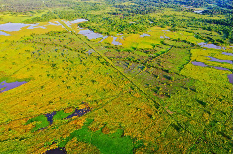 In pics: Wetland protects ecology of Haikou, south China’s Hainan