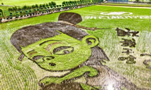 Paddy field paintings show beauty of Ningxia