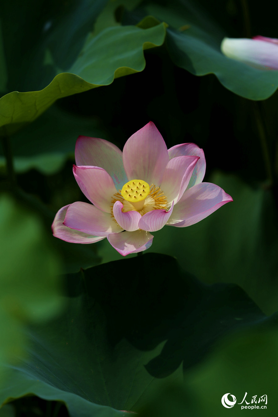 Lotus in E China's Fujian in full bloom