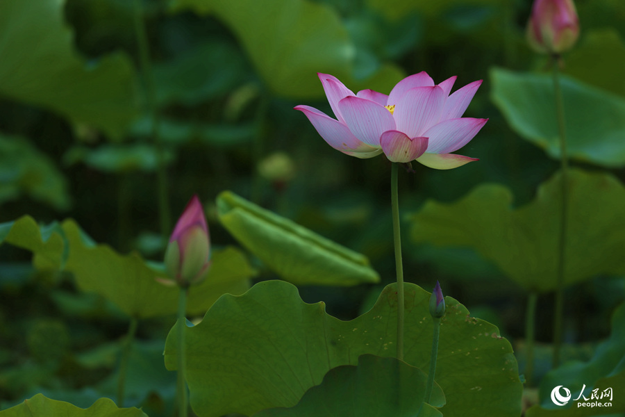 Lotus in E China's Fujian in full bloom