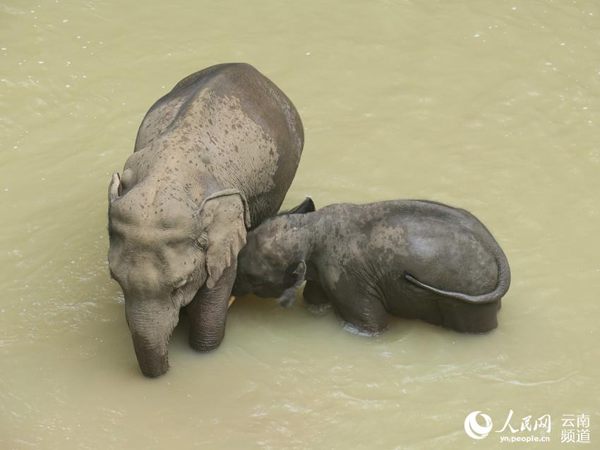 Stories of wild Asian elephants in SW China’s Yunnan