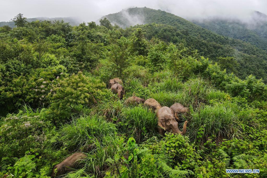 Wandering wild Asian elephants return to traditional habitat in Mojiang County, Yunnan