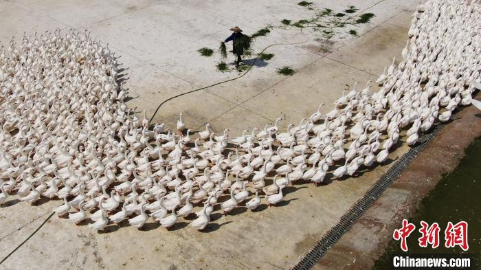 Goose feathers help spread the wings of industry in SW China’s Guizhou