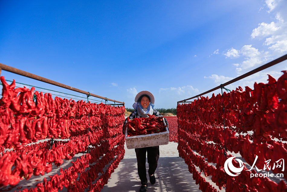 County in NW China’s Xinjiang embraces harvest season for chili peppers