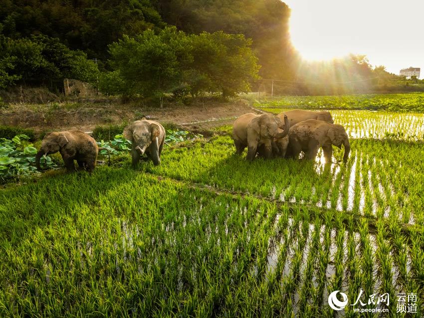 Appreciating cute moments from elephant herd's long northerly migratory trek