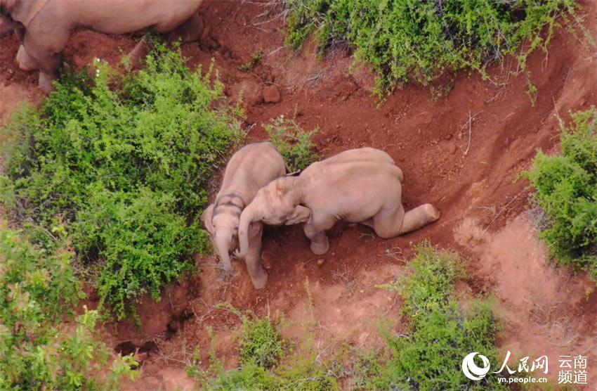 Appreciating cute moments from elephant herd's long northerly migratory trek