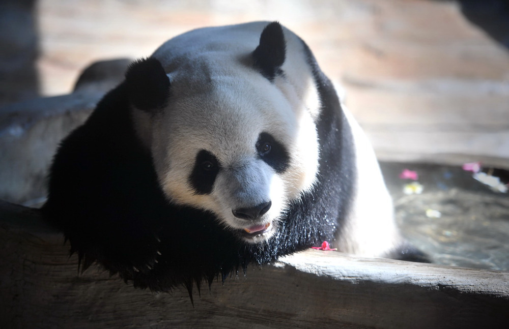 Eighth birthday for pair of giant pandas celebrated in Haikou, Hainan province