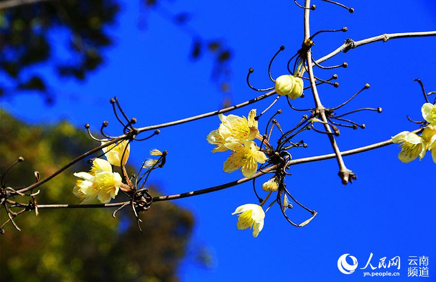 Yunnan’s Xiaoheishan Provincial Nature Reserve: ideal habitat for rare wild plants