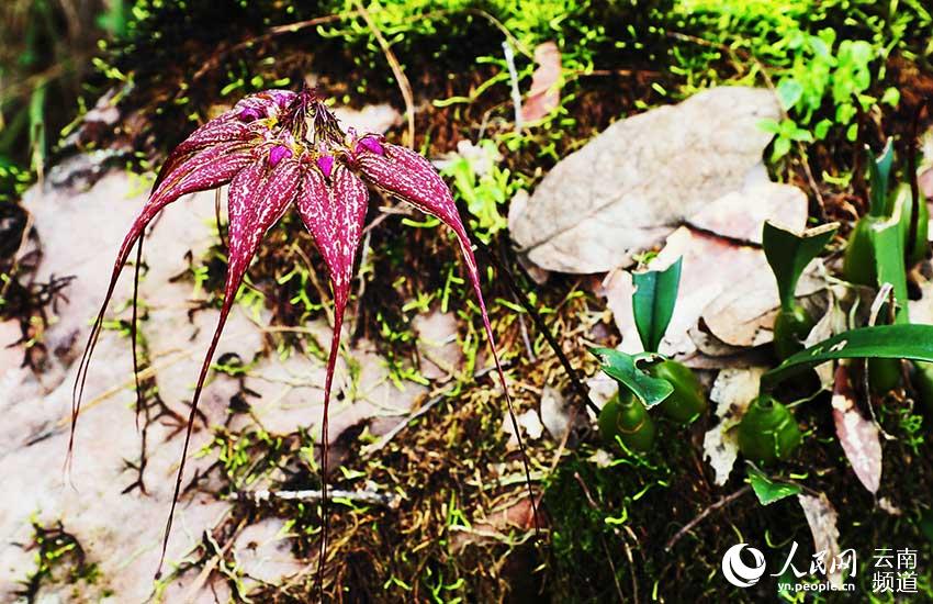 Yunnan’s Xiaoheishan Provincial Nature Reserve: ideal habitat for rare wild plants