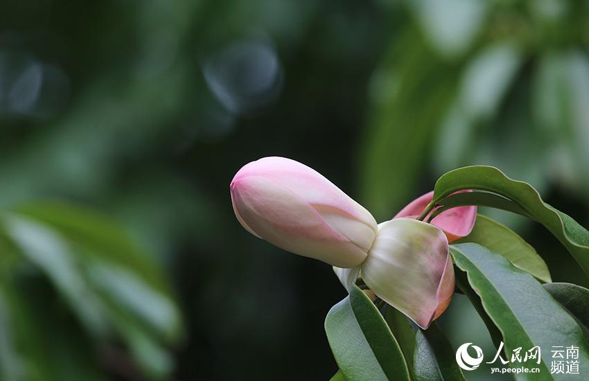 Discovering Yunnan's eight best-known beautiful flowers: Magnolia