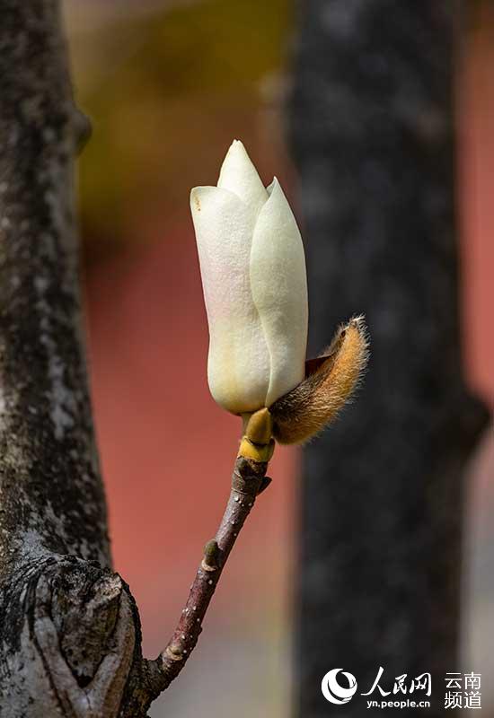 Discovering Yunnan's eight best-known beautiful flowers: Magnolia