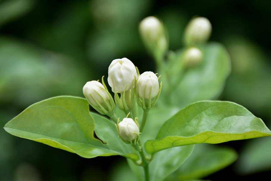 Jasmine tea of Hengzhou in SW China’s Guangxi reaches global markets