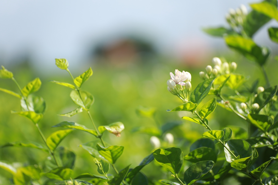 Jasmine tea of Hengzhou in SW China’s Guangxi reaches global markets