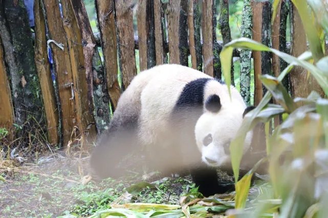 Wild panda roams into village in SW China’s Sichuan