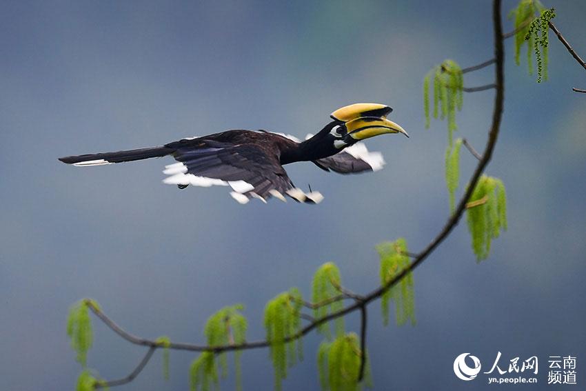 Paradise of birds: Tongbiguan provincial nature reserve in SW China’s Yunnan