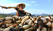 Chinese farmers embrace harvest festival