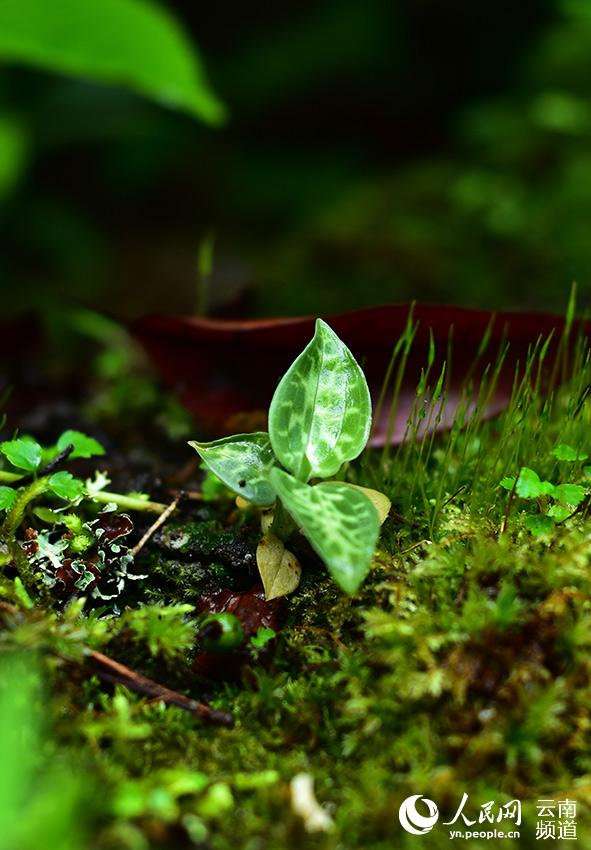 Rattlesnake plantain boasting the world's smallest seeds sighted in Yunnan, SW China