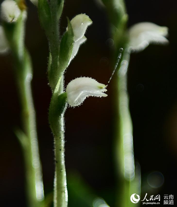 Rattlesnake plantain boasting the world's smallest seeds sighted in Yunnan, SW China