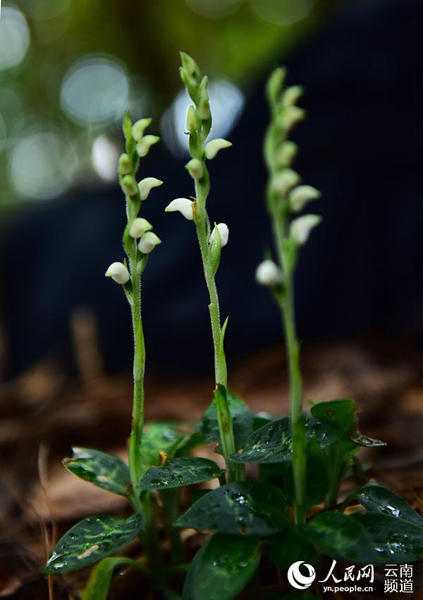 Rattlesnake plantain boasting the world's smallest seeds sighted in Yunnan, SW China