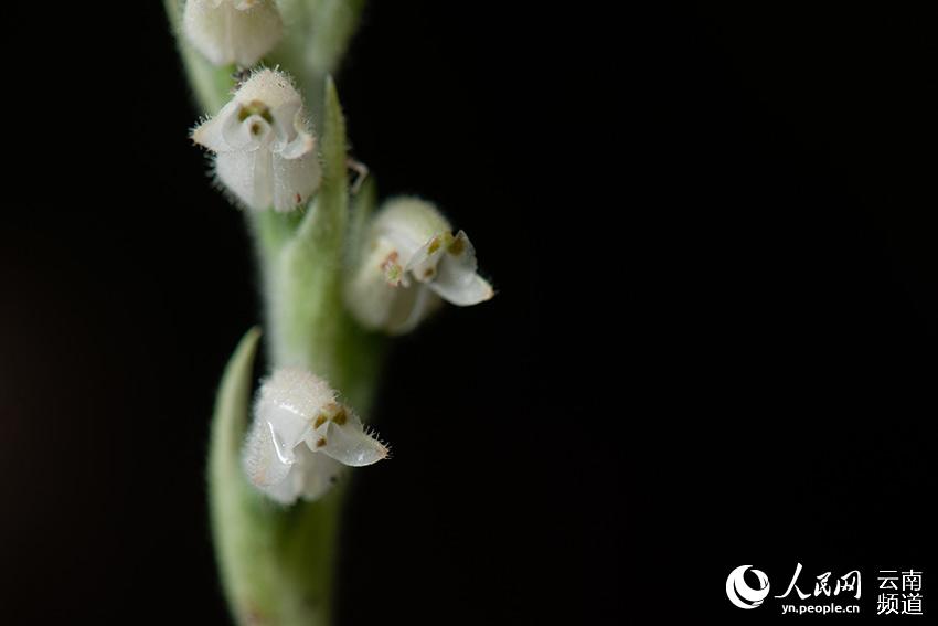 Rattlesnake plantain boasting the world's smallest seeds sighted in Yunnan, SW China