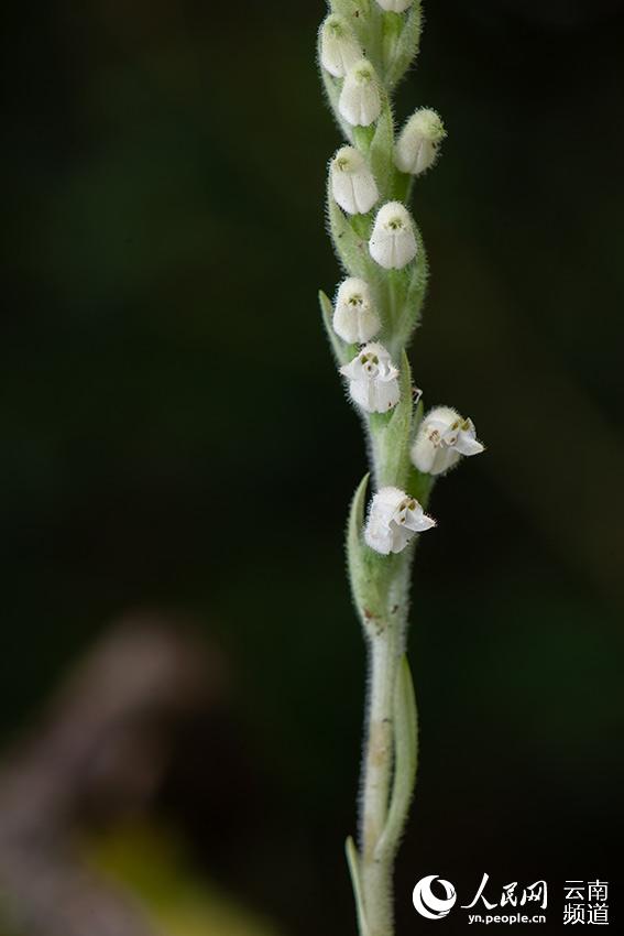 Rattlesnake plantain boasting the world's smallest seeds sighted in Yunnan, SW China