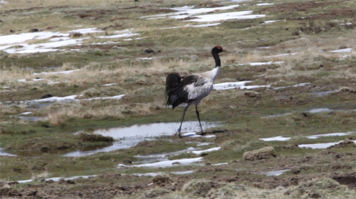 China’s Qilian Mountain National Park: home to a wide variety of rare wild animals