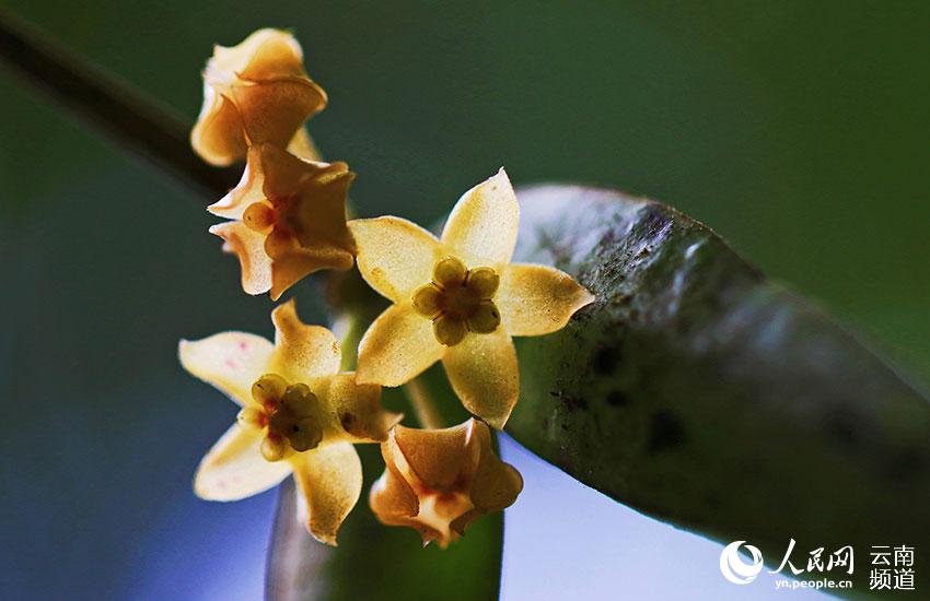 Visit Longling Xiaoheishan Provincial Nature Reserve where 11 Hoya species are found