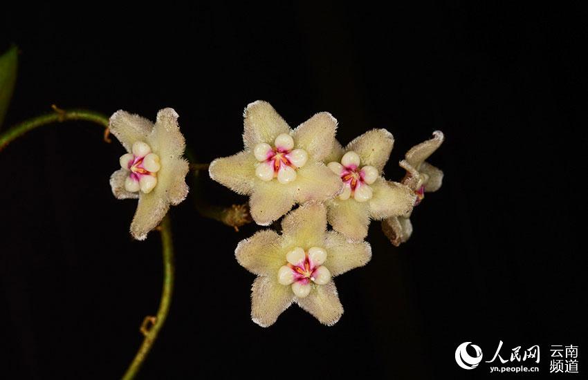 Visit Longling Xiaoheishan Provincial Nature Reserve where 11 Hoya species are found