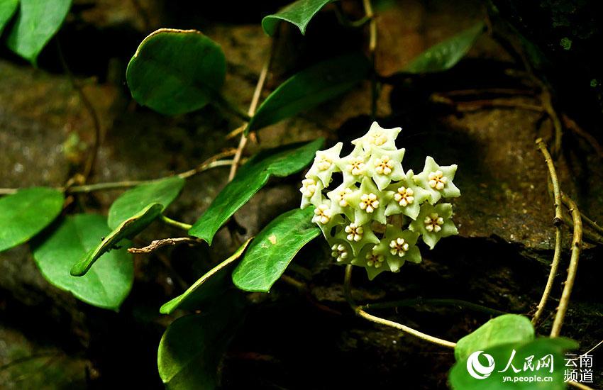 Visit Longling Xiaoheishan Provincial Nature Reserve where 11 Hoya species are found