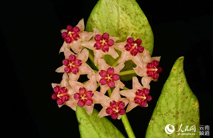 Visit Longling Xiaoheishan Provincial Nature Reserve where 11 Hoya species are found