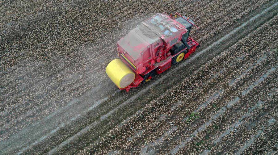 Colored cotton blooming in Xinjiang with cotton-picking entirely done by machinery