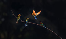 S China's Haikou sees bee-eater population rise from 26 to 72 in four years