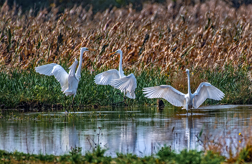 Wild birds overwinter in N China's Yuncheng Salt Lake