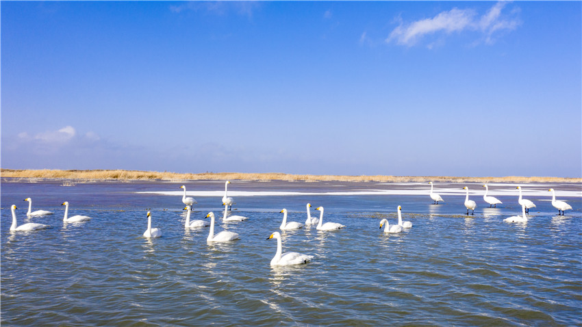 Swans bring renewed vitality to Bosten Lake in NW China’s Xinjiang