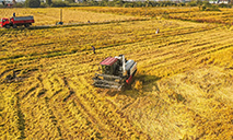 China's grain output reaches 683 bln kilograms, hits new record