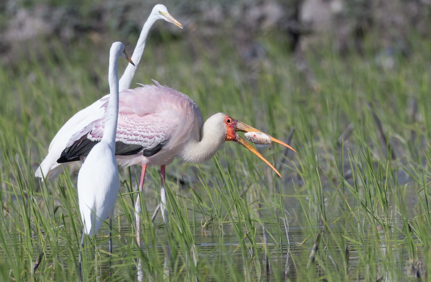 National park’s sound ecological environment in Sanya attracts a rare feathered visitor from afar