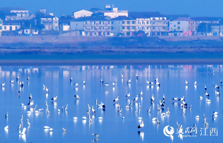 Over 700,000 migratory birds gather in Poyang Lake to overwinter