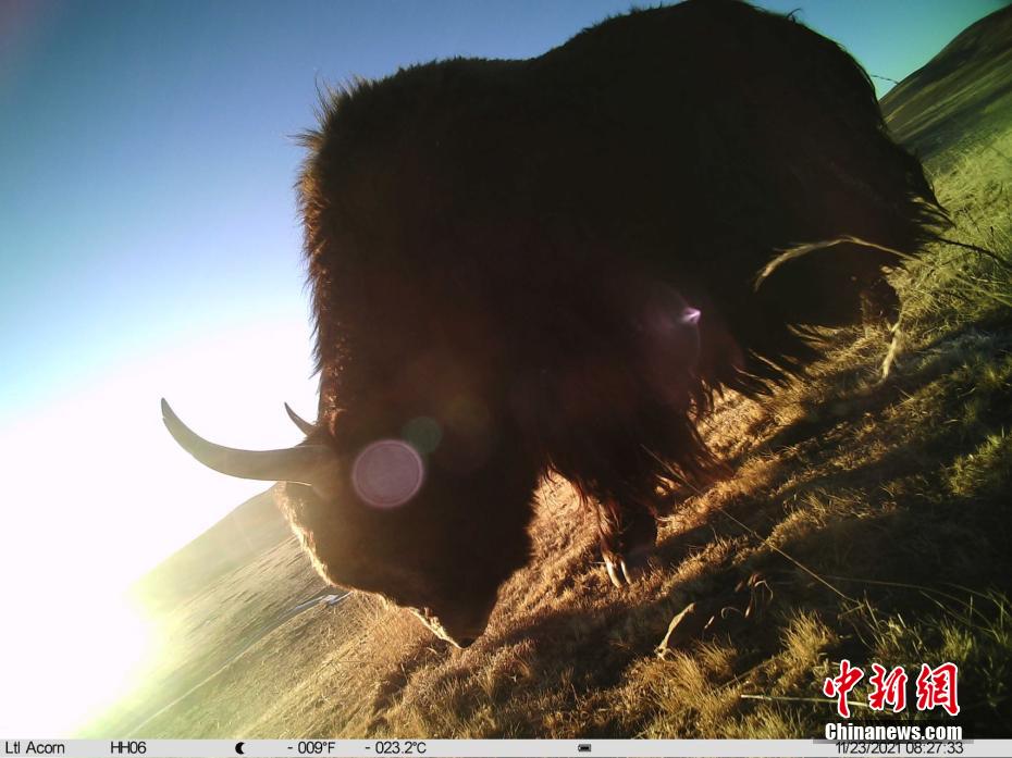 Snapshots of adorable wild animals in Sanjiangyuan National Park in NW China’s Qinghai