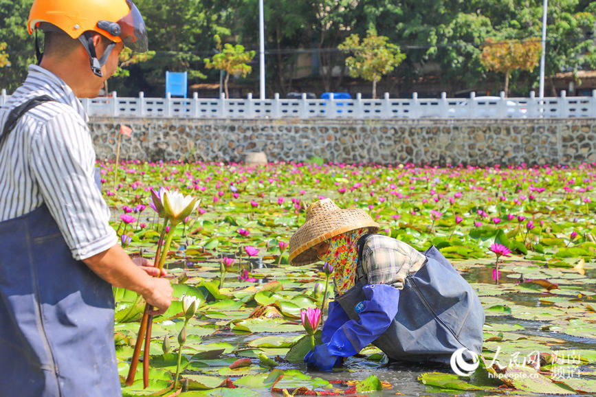 Lotus-related industry at heart of village’s drive towards rural vitalization in Hainan