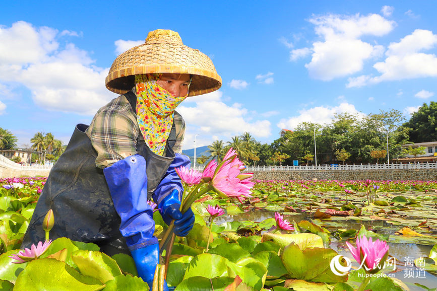 Lotus-related industry at heart of village’s drive towards rural vitalization in Hainan