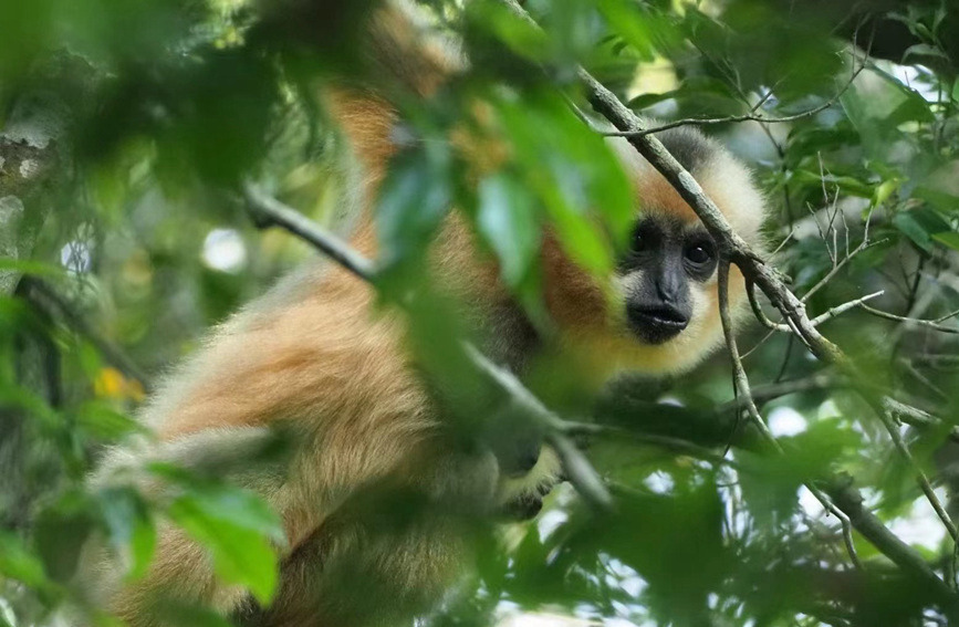 Explore ecological diversity of Hainan Island on World Wildlife Day