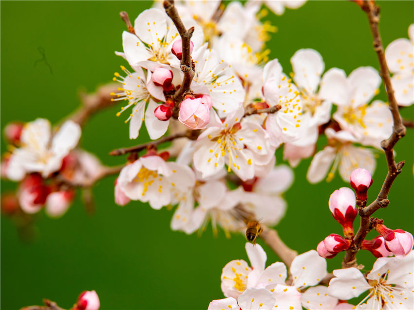 Xinjiang welcomes spring with apricot blossoms in full bloom 