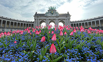 Tulips seen at Park of Fiftieth Anniversary in Brussels, Belgium