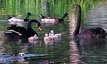 Black swan family enjoys time together in Nanjing park