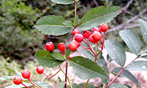 Chinese germplasm bank conserves biodiversity in warm temperate zone