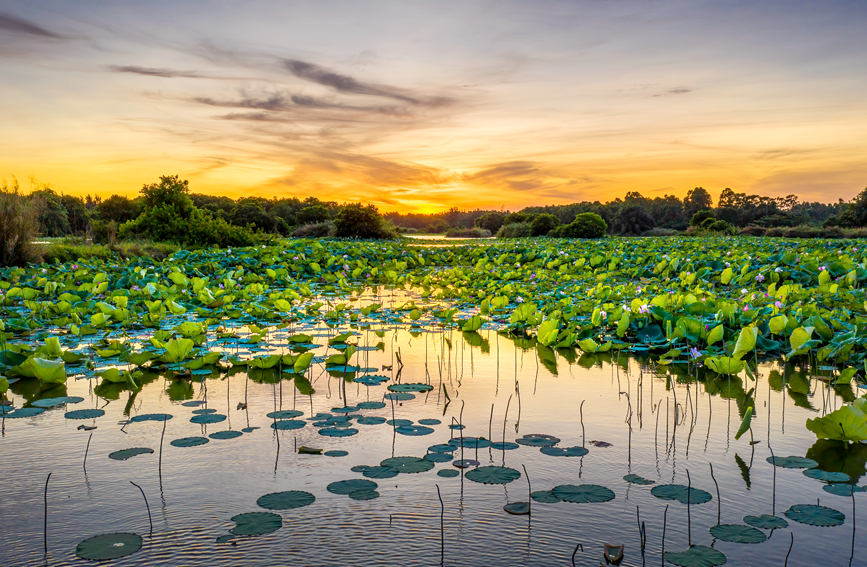 Explore the charming scenery of wetlands in south China's Hainan