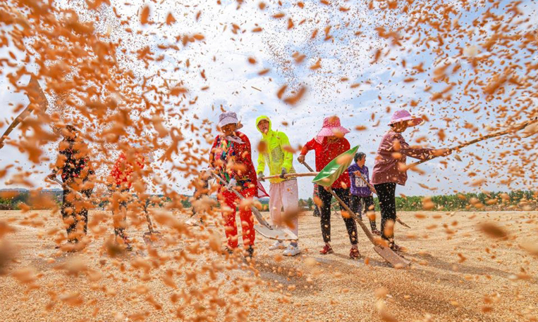 Farmers reap winter wheat in Gaomiaoli Village, east China's Shandong