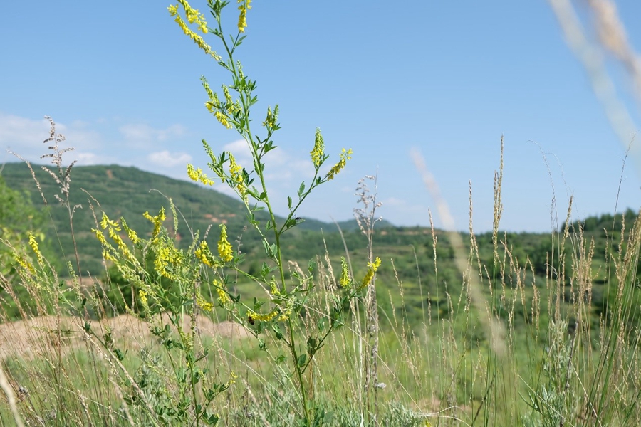 Lush greeneries flourish in Longde county, NW China’s Ningxia