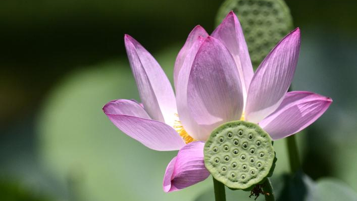 In pics: blooming lotus flowers at Yuanmingyuan Park in Beijing