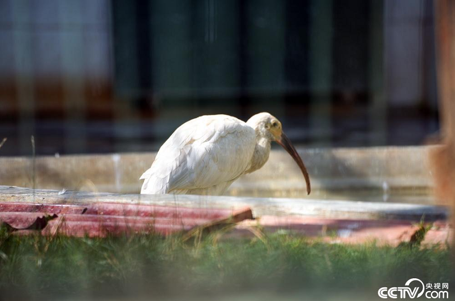 County in NW China’s Shaanxi Province serves as major habitat for several rare, highly-prized animal species